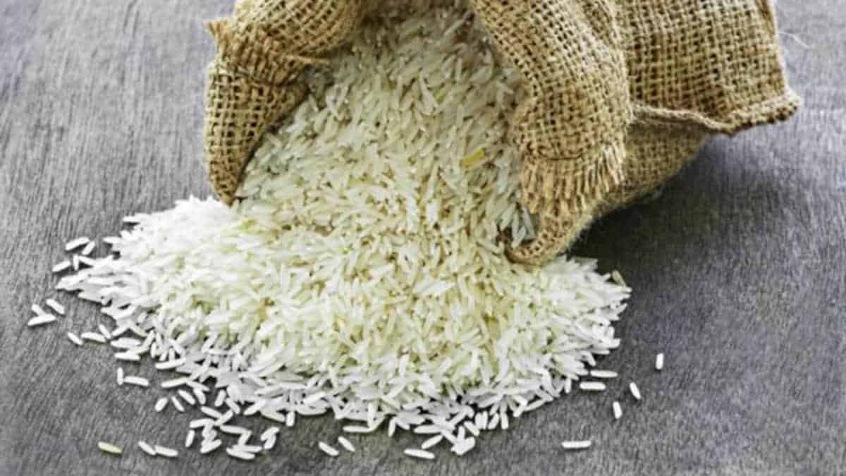 is rice safe for birds?